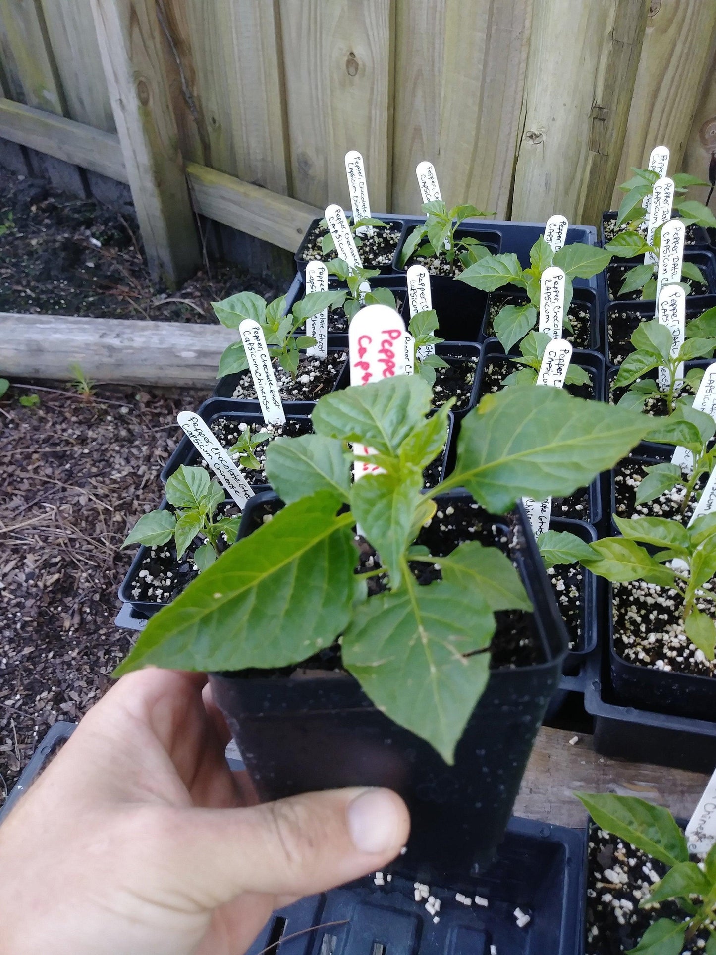 25 Red Ghost Pepper - Bhut Jolokia Seeds - Seed World