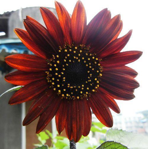25 Red Sun Sunflower Seeds - Seed World