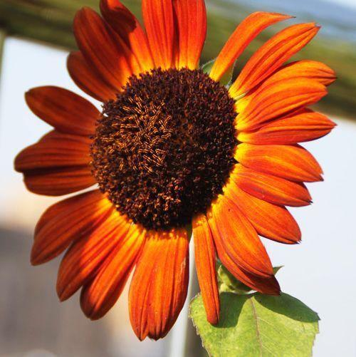 25 Red Sun Sunflower Seeds - Seed World