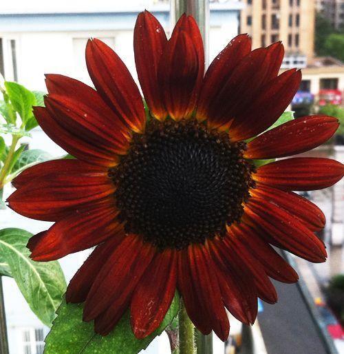 25 Red Sun Sunflower Seeds - Seed World