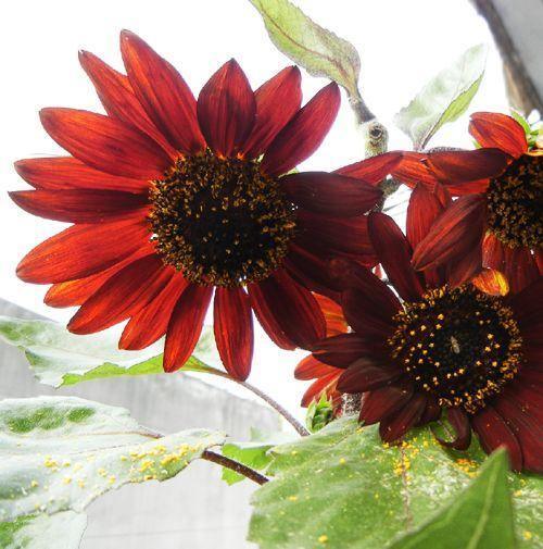 25 Red Sun Sunflower Seeds - Seed World