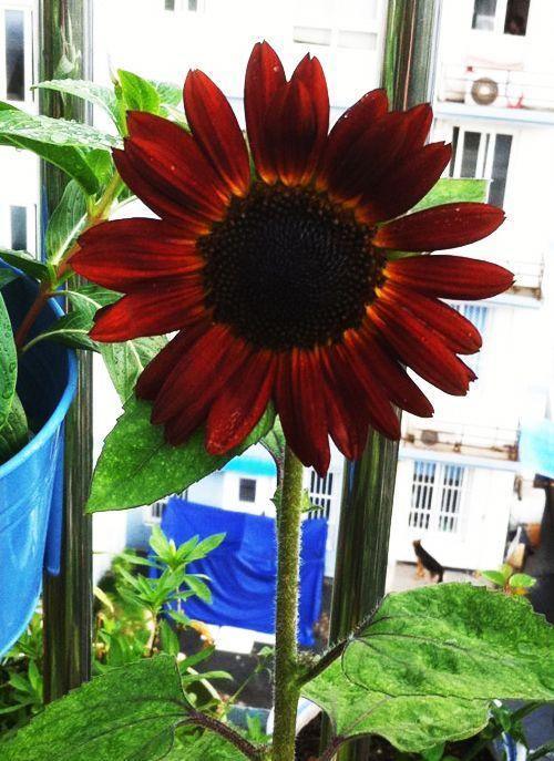 25 Red Sun Sunflower Seeds - Seed World