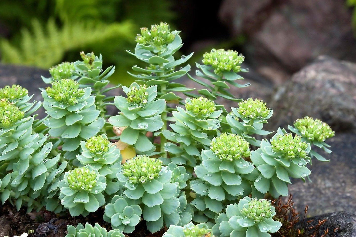 25 Roseroot Stonecrop Seeds - Seed World