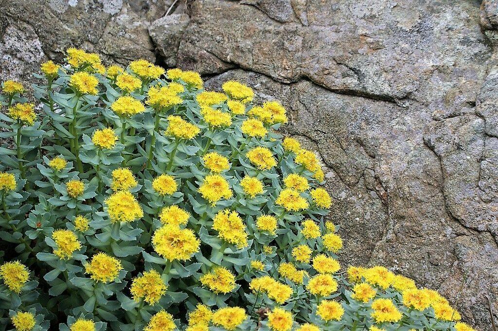 25 Roseroot Stonecrop Seeds - Seed World