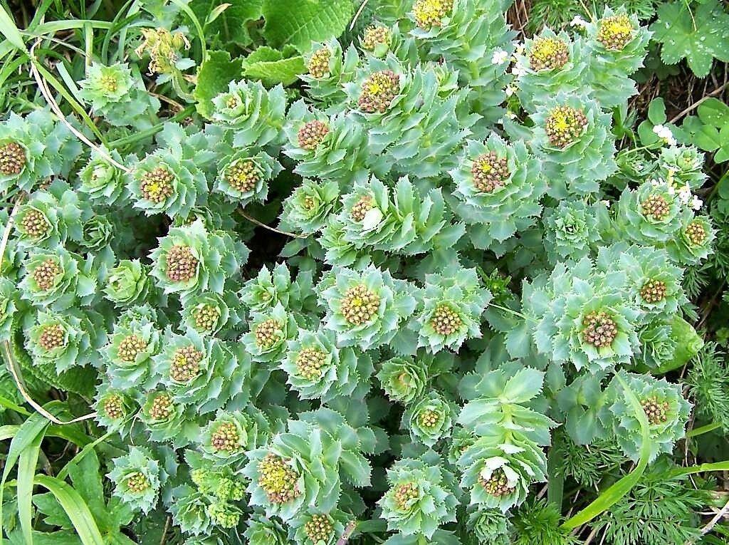 25 Roseroot Stonecrop Seeds - Seed World