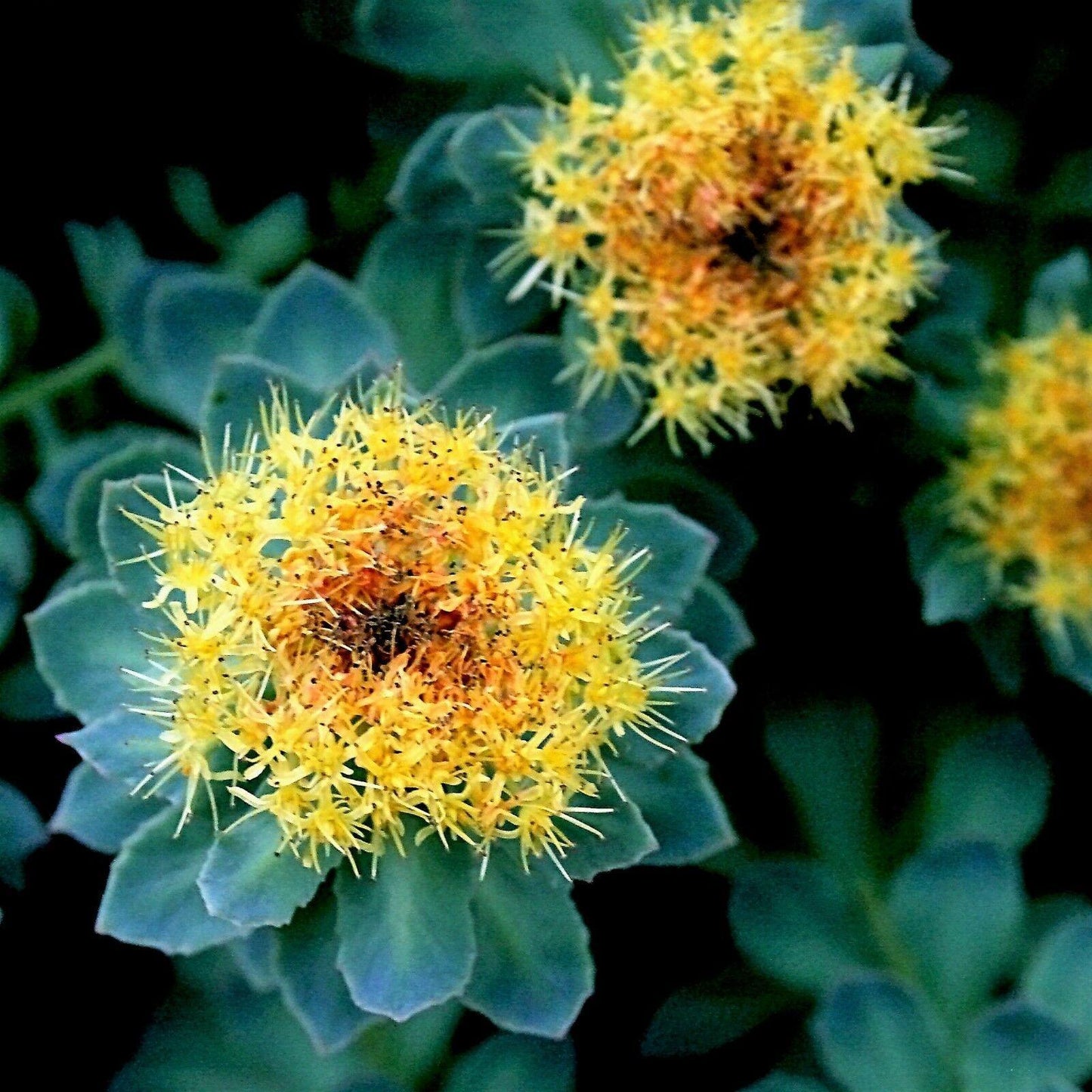 25 Roseroot Stonecrop Seeds - Seed World