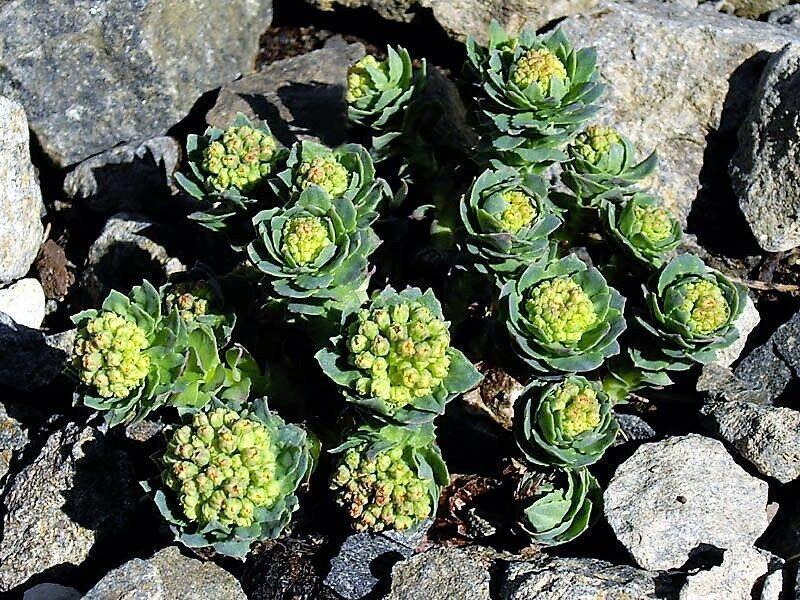 25 Roseroot Stonecrop Seeds - Seed World