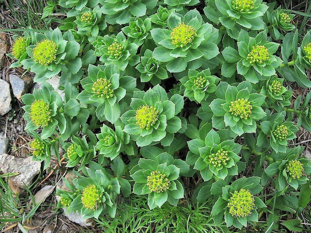 25 Roseroot Stonecrop Seeds - Seed World