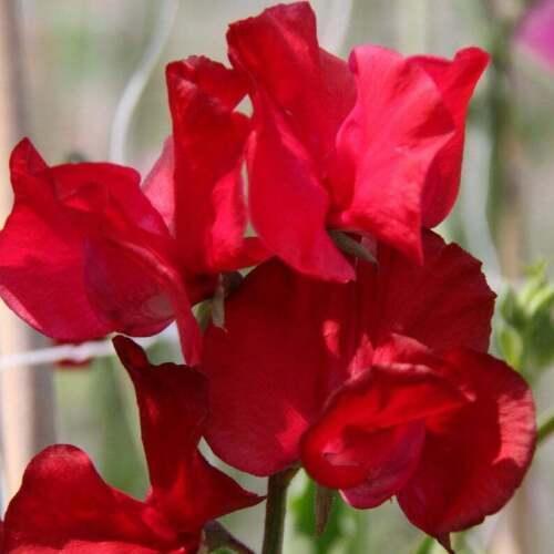 25 Royal Crimson Sweet Pea Flower Seeds - Seed World