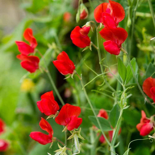 25 Royal Crimson Sweet Pea Flower Seeds - Seed World