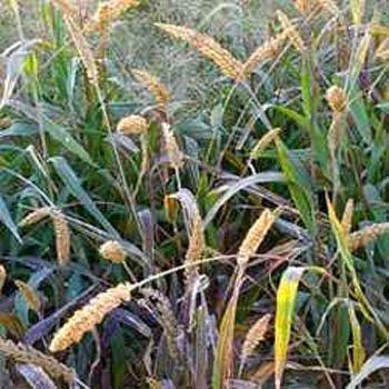 25 Setaria italica Hylander Seeds - Seed World