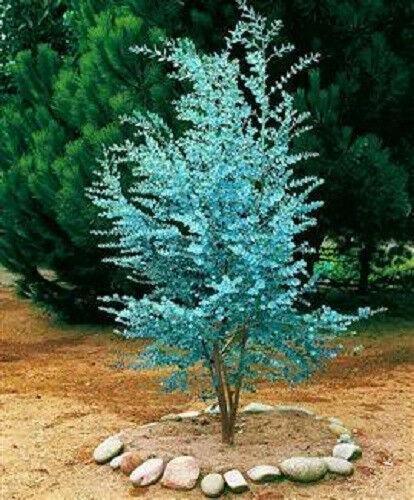 25 Silver Drop Eucalyptus Seeds - Seed World