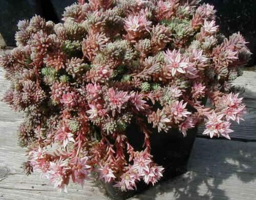 25 Spanish Stonecrop Seeds - Seed World