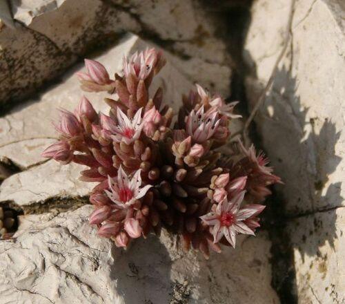 25 Spanish Stonecrop Seeds - Seed World