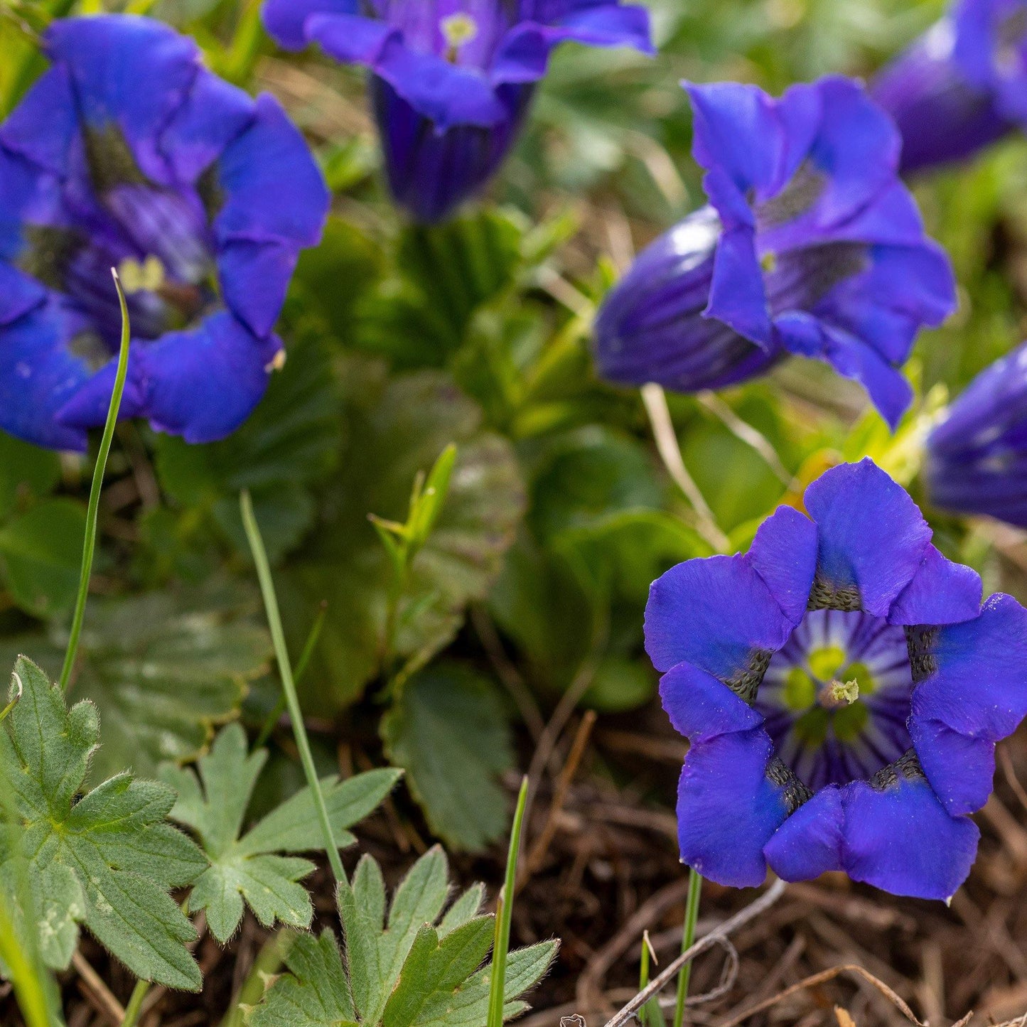 25 Stemless Gentian | Gentiana Acaulis Seeds - Seed World