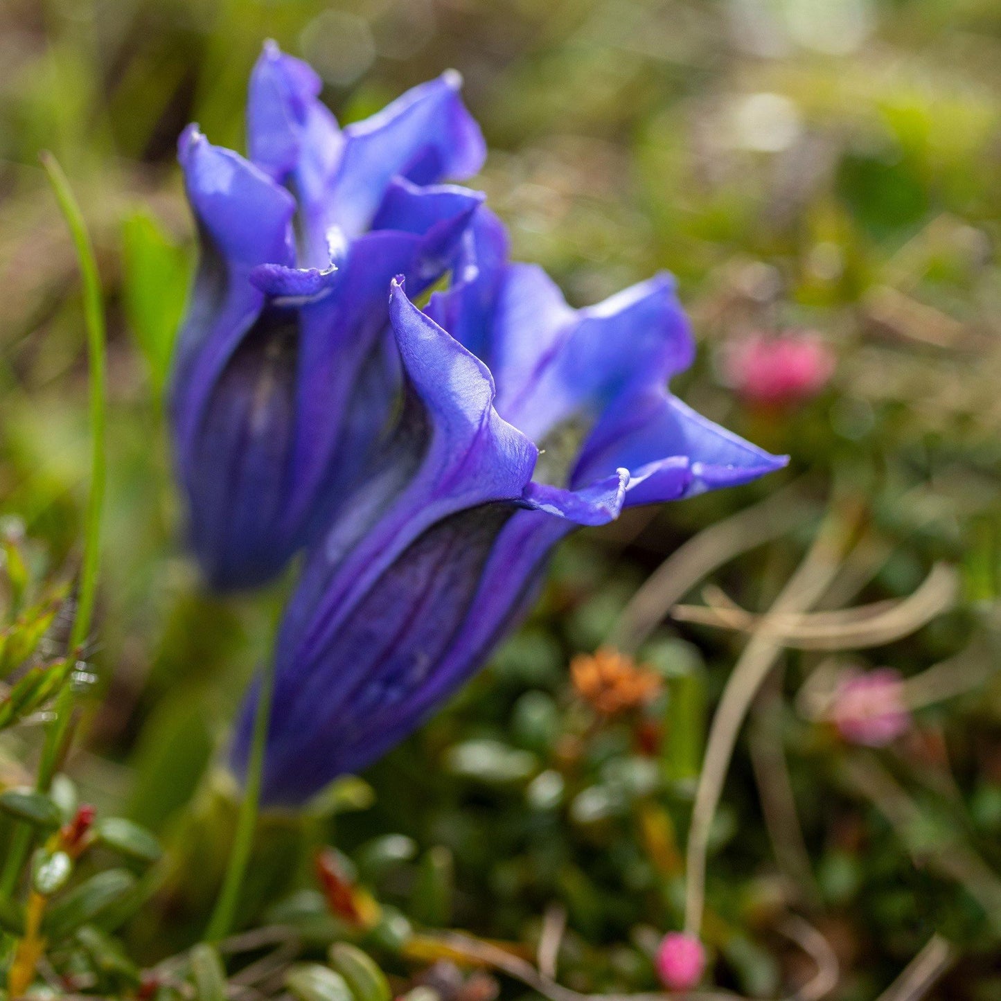 25 Stemless Gentian | Gentiana Acaulis Seeds - Seed World