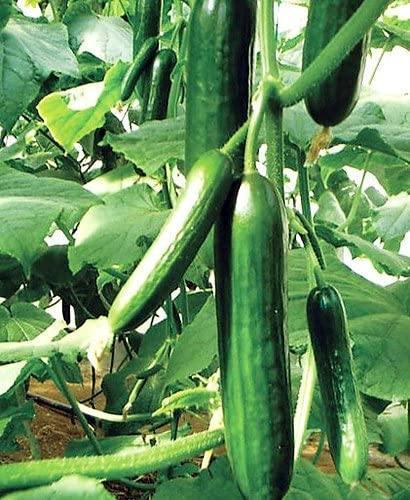 25 Sweet Burpless Cucumber Seeds - Seed World