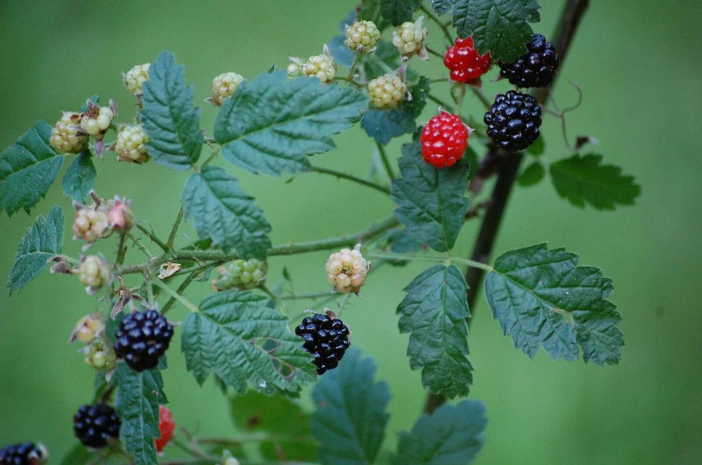 25 Trailing Blackberry Seeds - Seed World