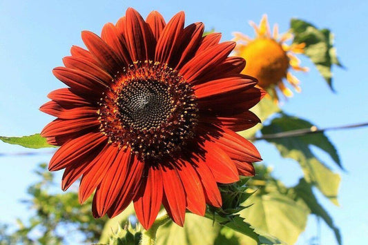 25 Velvet Queen Sunflower (Helianthus Annuus) Seeds - Seed World