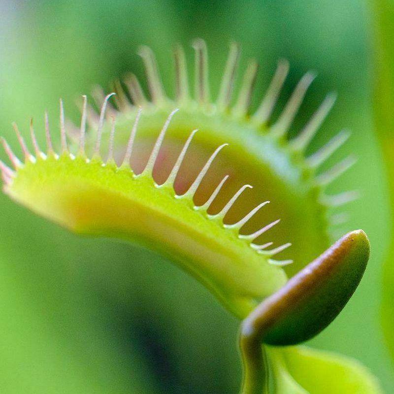 25 Venus Flytrap Dionaea Muscipula Seeds - Seed World