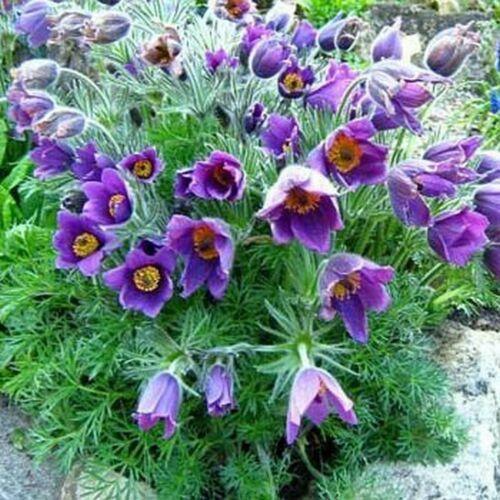 25 Violet Anemone Flower Seeds - Seed World