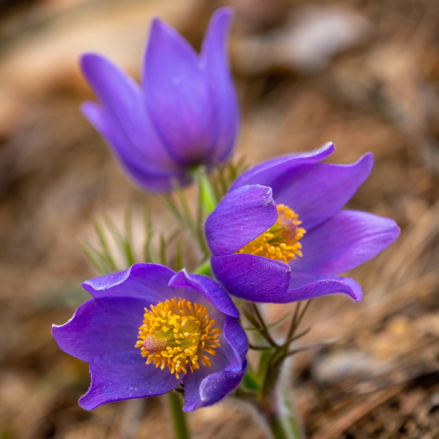 25 Violet Anemone Flower Seeds - Seed World