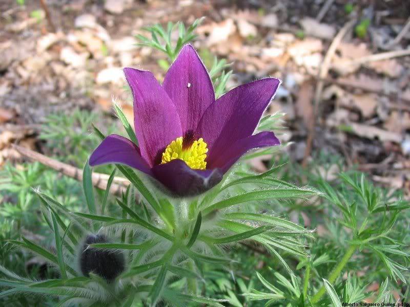 25 Violet Anemone Flower Seeds - Seed World