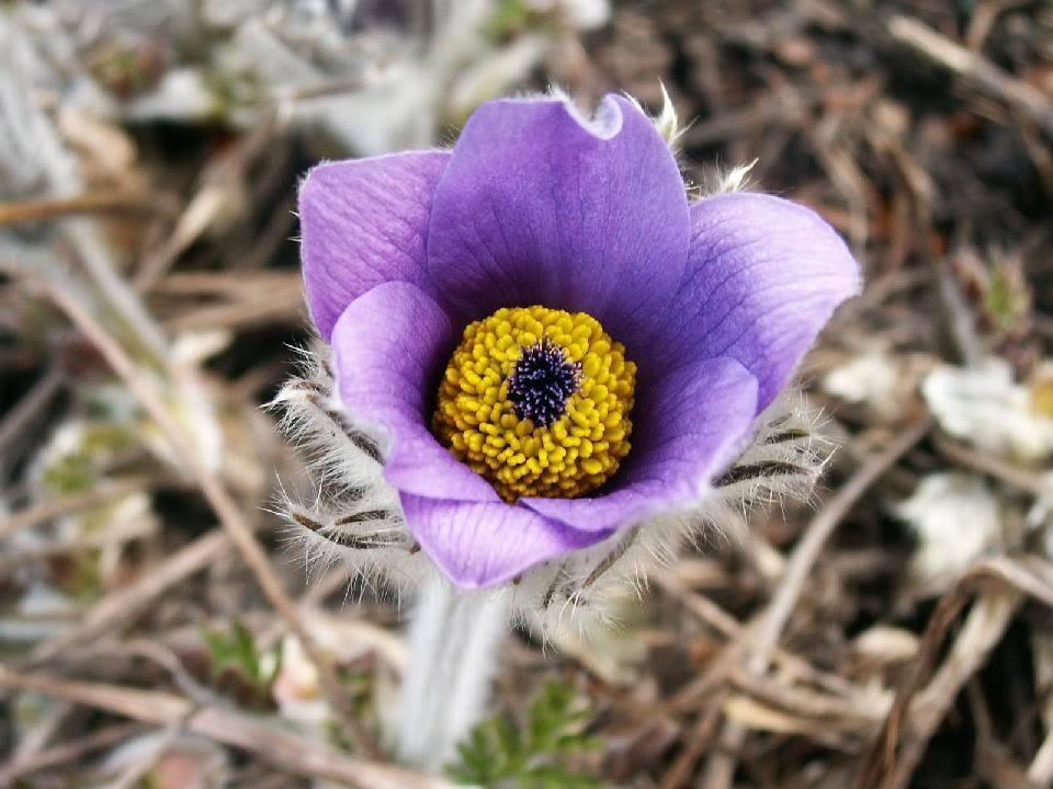 25 Violet Anemone Flower Seeds - Seed World