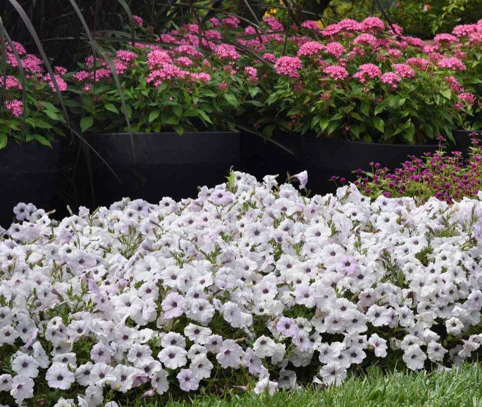 25 Wave Petunia - Easy Wave Silver Seeds - Seed World