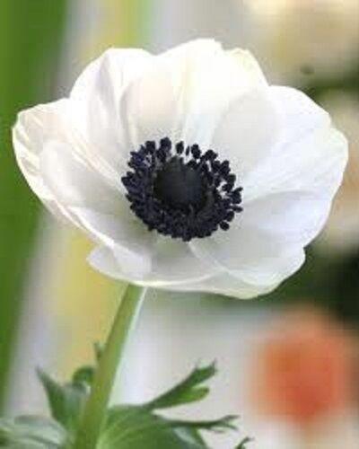 25 White Anemone - Pasque Flower Seeds - Seed World