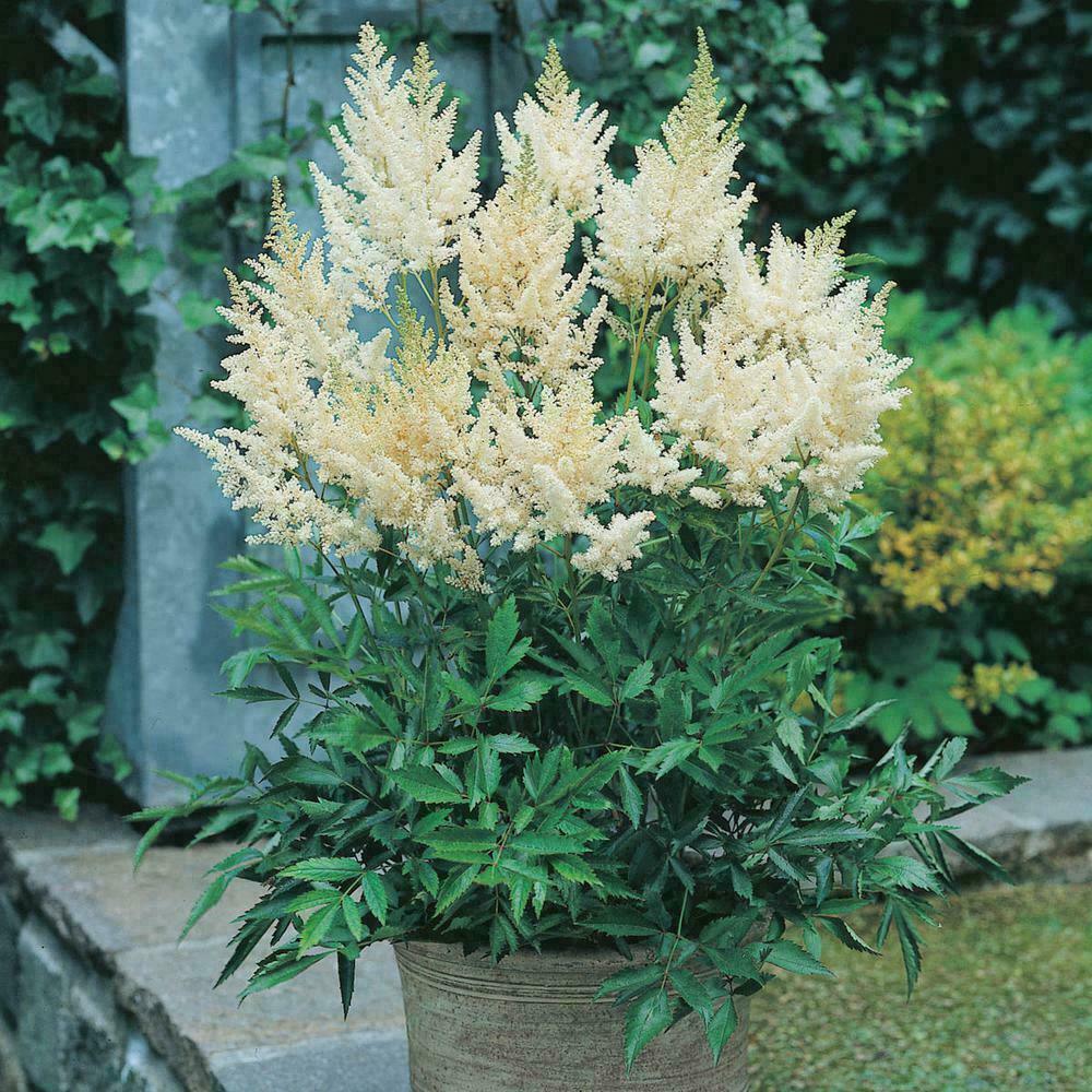 25 White Astilbe Flower Seeds - Seed World