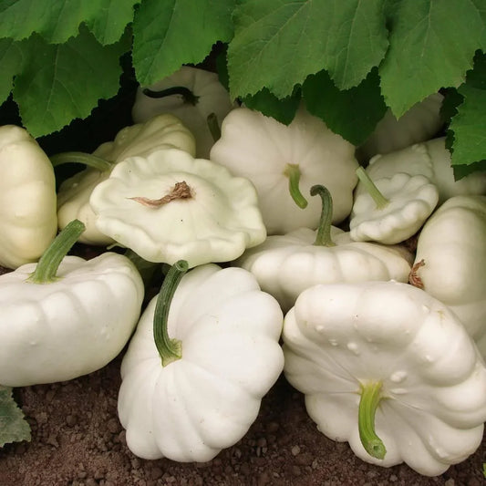25 White Bush Scallop Squash Seeds - Seed World