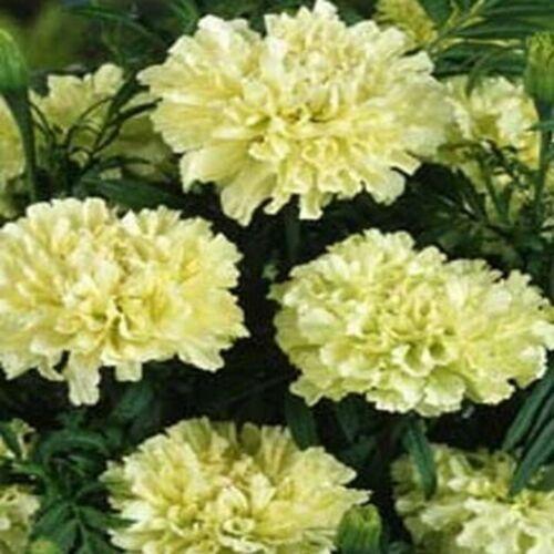 25 White Marigold Seeds - Seed World