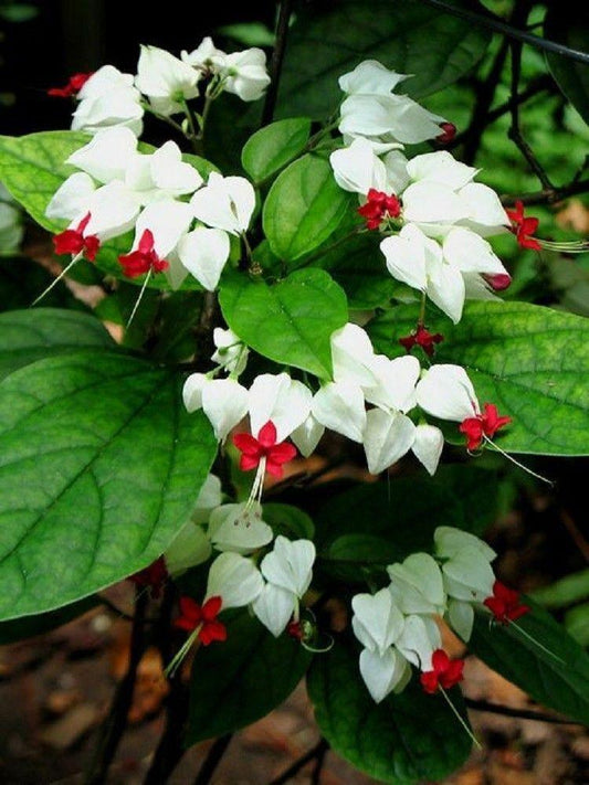 25 White Red Bleeding Heart Seeds - Seed World