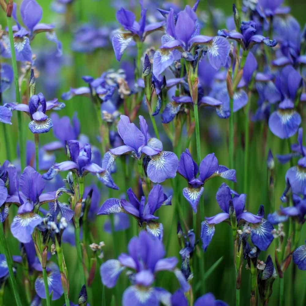25 Wild Blue Iris Seeds - Seed World