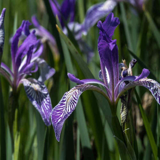 25 Wild Blue Iris Seeds - Seed World