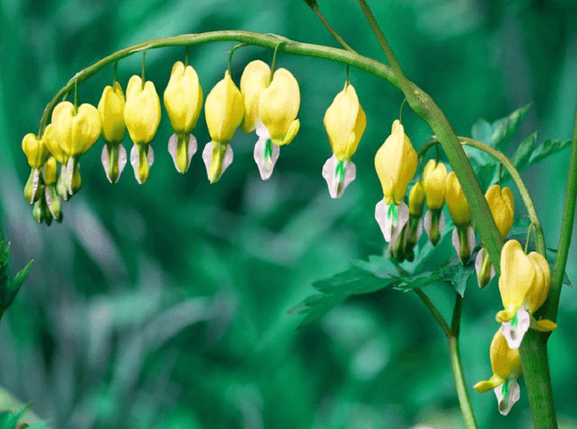 25 Yellow Bleeding Heart Seeds - Seed World
