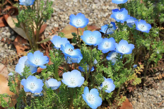 250 Baby Blue Eyes Seeds (Nemophila Menziesii) - Seed World