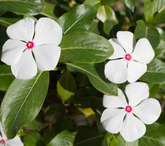 250 Bright Eyes - Periwinkle Seeds - Seed World