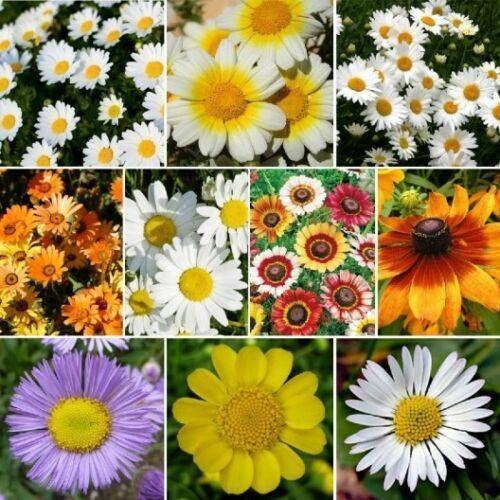 250 Daisy Wildflower Mix Seeds - Seed World