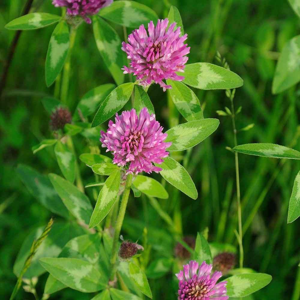 250 Medium Red Clover Seeds - Seed World