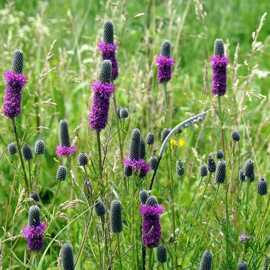 250 Purple Prairie Clover Seeds - Seed World