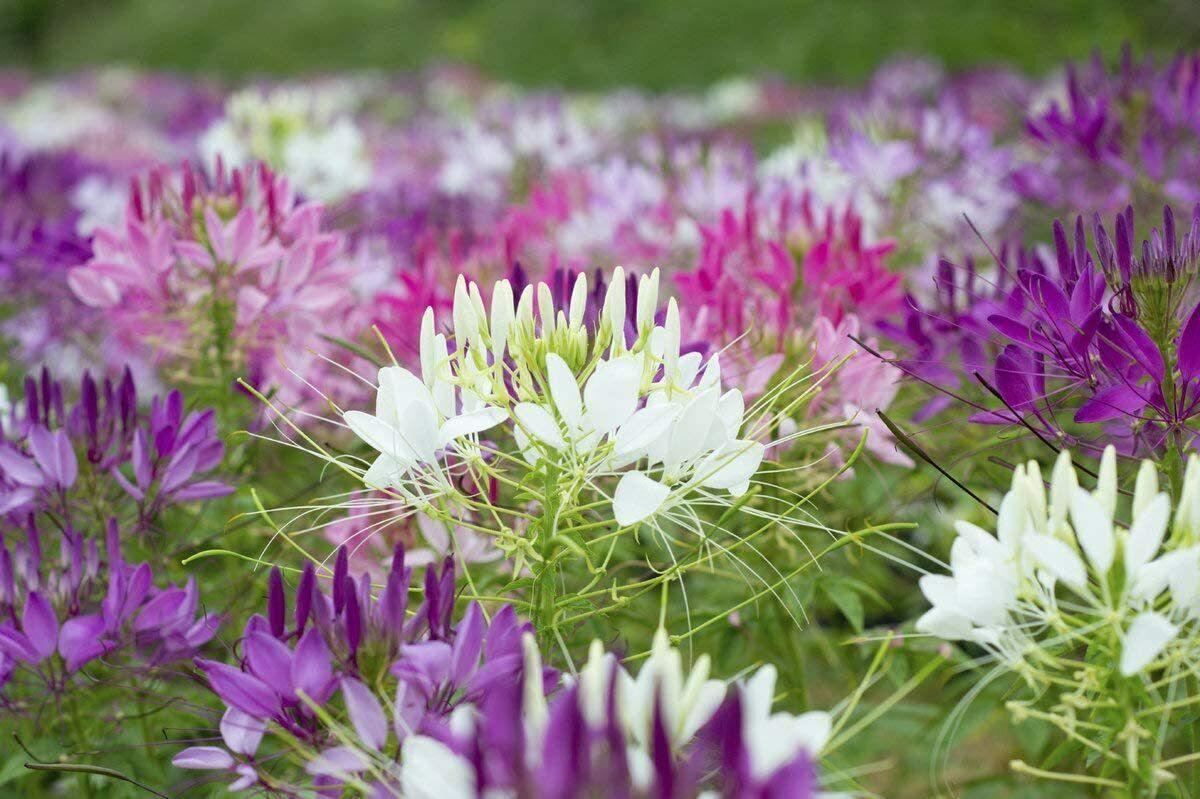 250 Queen Cleome Mix - Spider Flower Seeds - Seed World