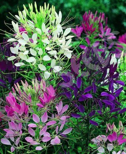 250 Queen Cleome Mix - Spider Flower Seeds - Seed World