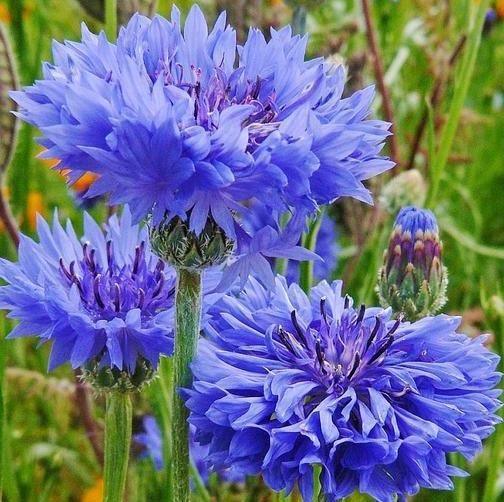 250 Tall Blue Cornflower | Bachelor Button Seeds - Seed World