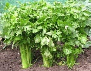 250 Tall Utah Celery Seeds | NON-GMO - Seed World
