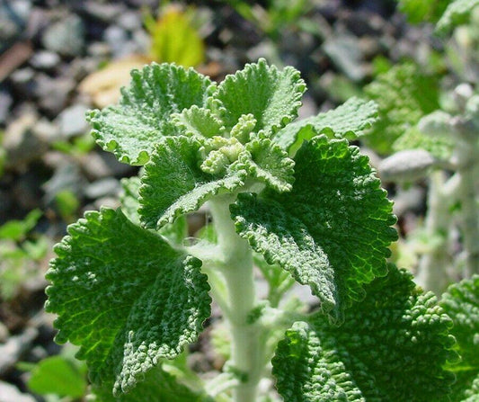 250 White Horehound Herb Seeds - Seed World
