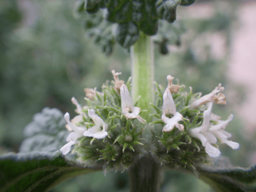 250 White Horehound Herb Seeds - Seed World