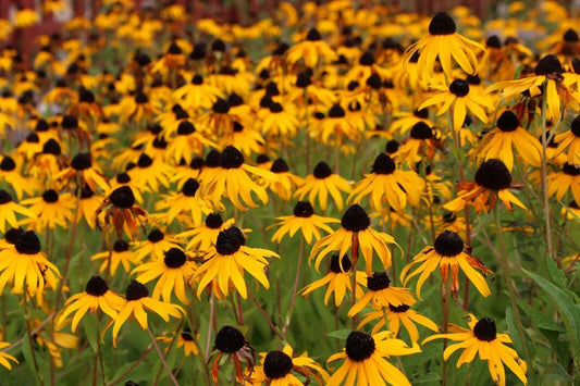 2500 Black Eyed Susan - Rudbeckia Hirta Seeds - Seed World