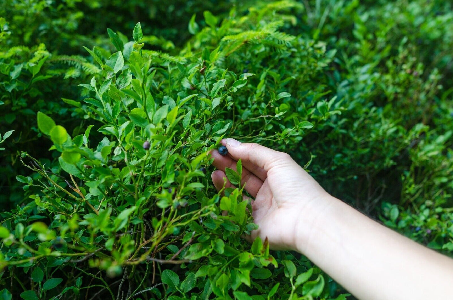 25 Evergreen Huckleberry - Vaccinium Ovatum Seeds